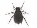 Aphis jacobaeae